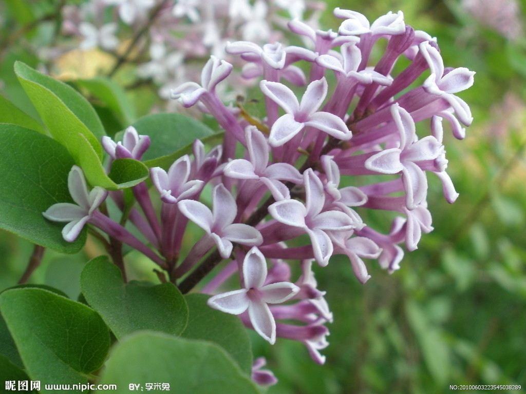 丁香花