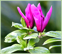 紫玉兰